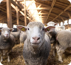 Carte photo du bétail Open Farm